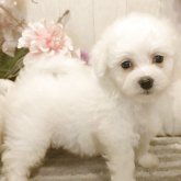 ビションフリーゼ