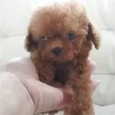 ティーカッププードル
