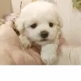 ビションフリーゼ