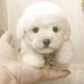 ビションフリーゼ