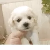 ビションフリーゼ