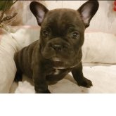 フレンチブルドッグ