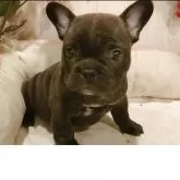 フレンチブルドッグ