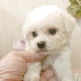 ビションフリーゼ
