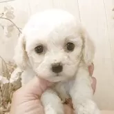 ビションフリーゼ