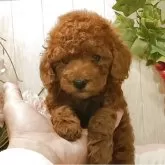 ティーカッププードル