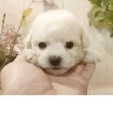 ビションフリーゼ
