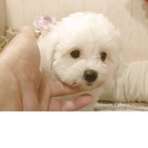 ビションフリーゼ