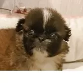 ペキニーズ