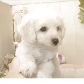 ビションフリーゼ