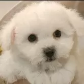 ビションフリーゼ【愛知県・女の子・2024年11月5日・ホワイト.】の写真1