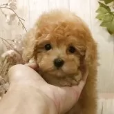 ティーカッププードル