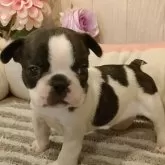 フレンチブルドッグ【愛知県・女の子・2024年12月14日・パイド】の写真1