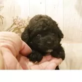 ティーカッププードル