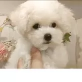ビションフリーゼ