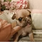フレンチブルドッグ