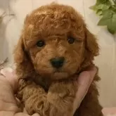 ティーカッププードル