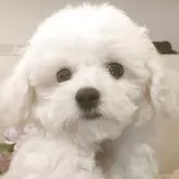 ビションフリーゼ