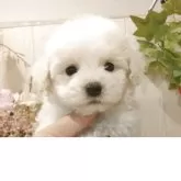 ビションフリーゼ
