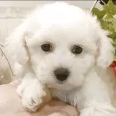 ビションフリーゼ