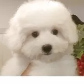ビションフリーゼ