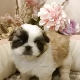 ペキニーズ