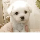 ビションフリーゼ