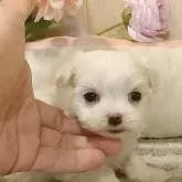 マルチーズ【愛知県・男の子・2024年11月21日・ホワイト】の写真1
