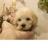 ティーカッププードル