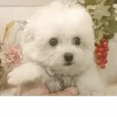 ビションフリーゼ