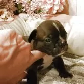 フレンチブルドッグ