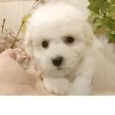 ビションフリーゼ