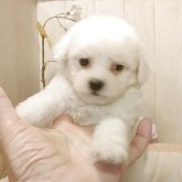 ビションフリーゼ