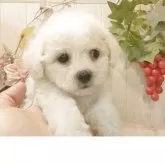 ビションフリーゼ