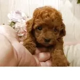 ティーカッププードル