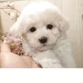 ビションフリーゼ