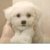 ビションフリーゼ