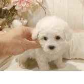 ビションフリーゼ