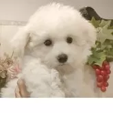 ビションフリーゼ