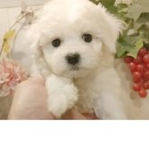 ビションフリーゼ