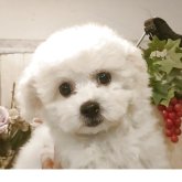 ビションフリーゼ