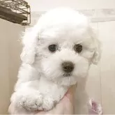 ビションフリーゼ