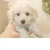 ビションフリーゼ