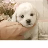 ビションフリーゼ
