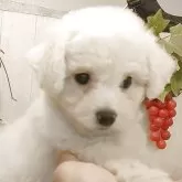 ビションフリーゼ