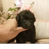 ティーカッププードル