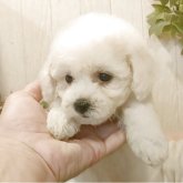 ビションフリーゼ