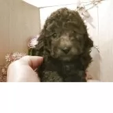 ティーカッププードル