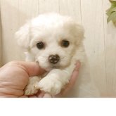 ビションフリーゼ