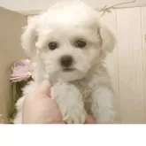 ビションフリーゼ